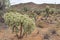 Teddybear Cholla Cactus in the Sonoran Desert