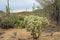 Teddybear Cholla Cactus in the Sonoran Desert