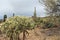 Teddybear Cholla Cactus in the Sonoran Desert