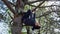 Teen boy climbing in a tree, bright sunlight, beautiful day