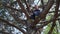 Teen boy climbing in a tree, bright sunlight, beautiful day