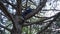 Teen boy climbing in a tree, bright sunlight, beautiful day