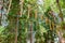 Teen boy on a ropes course in a treetop adventure park passing hanging rope obstacle