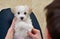 Teen boy with white puppy maltese dog