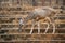 Teen deer were living in a zoo.