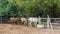 Teen with five horses who are eating