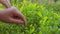 Teen girl collects blueberries in forest, slide