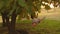 Teen girl enjoys a flight on a swing on a summer evening in the forest. young girl swinging on a rope swing on an oak