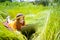 Teen girl learns working on laptop lying on meadow. mobile Internet in rural