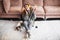 Teen girl in modern headphones sit relax on floor near couch listening to music