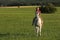 Teen girl ride on white horse without saddle on meadow in late afternoon