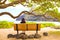 Teen girl sitting on bench under trees by ocean