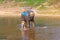Teen girl washes an elephant with a brush. the girl with the elephant in the water. An elephant splashes water