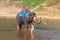 Teen girl washes an elephant. the girl with the elephant in the water. an elephant is swimming with a girl