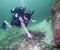 Teen Scuba Diver - Identifies Sea Cucumber