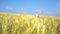 Teen woman with balloons walking. Field and blue sky