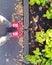 Teen women girl`s red sneakers shoes with white dots pattern jeans legs asphalt land leaves autumn walking photo