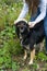 Teen young girl puts on a black shephard dog a wreath of dandelions, two friends spend summertime together