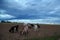 A teenage boy grazes goats in a field. A shepherd with goats in a field against a stormy sky.