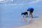 Teenage boy walks the beach with his dog looking for seashells