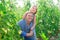 Teenage daughter helps father look after tomato sprouts in garden