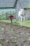 Teenage farmer boy working land in traditional way with horse and plough