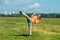 Teenage girl in casual clothes training karate kata outdoors, performs the uro mawashi geri hook kick