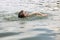 A teenage girl enjoys breaststroke swimming in the calm warm lake water