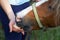 Teenage girl feeding a funny brown pony colt with freshly collected apples outdoors in summer