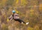 A teenage girl flies on a zipline against the background of mountains covered with autumn forest.