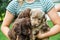 Teenage girl holds and snuggles with new labradoodle puppies