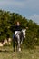 Teenage girl jumps on white horse raising hands