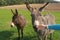 Teenage girl letting a donkey sniff at her fingers