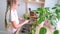 A teenage girl prepares a coleus flower for transplanting. Houseplant care.