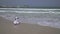 Teenage girl shoots on smartphone the sea waves on Public Jumeirah Open Beach on the coast of the Persian Gulf, Dubai