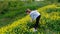 Teenage girl stands on meadow with yellow flowers, pick and stretches forward.