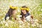 teenage girls on a walk with their sister and dog in a summer field with dandelions sunny day