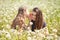 teenage girls on a walk with their sister and dog in a summer field with dandelions  sunny day