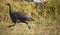 Teenage guineafowl running in a grassfield.