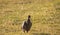 Teenage helmeted guineafowl keet standing in a golden lit field at sunrise or sunset.