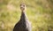 Teenage helmeted guineafowl standing in a green field at sunrise or sunset.