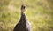 Teenage helmeted guineafowl standing in a green field at sunrise or sunset.