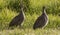 Teenage helmeted guineafowls standing in a green field at sunrise or sunset.