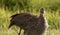 Teenage helmeted guineafowls standing in a green field at sunrise or sunset.