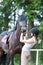 Teenage lady-equestrian checking her bay horse`s teeth condition