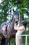 Teenage lady-equestrian checking her bay horse`s teeth condition