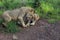 Teenage Lions Nuzzle Snuggle in Hwage National Park, Zimbabwe.