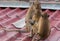 A teenage monkeys sits on the roof of the house