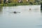 Teenage sportsmen in a boat, rowing on the river Rioni, Poti, Ge