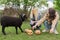 Teenage teenagers and black domestic ram with halloween pumpkins on grass